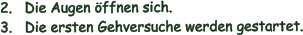 2.   Die Augen ffnen sich. 3.   Die ersten Gehversuche werden gestartet.